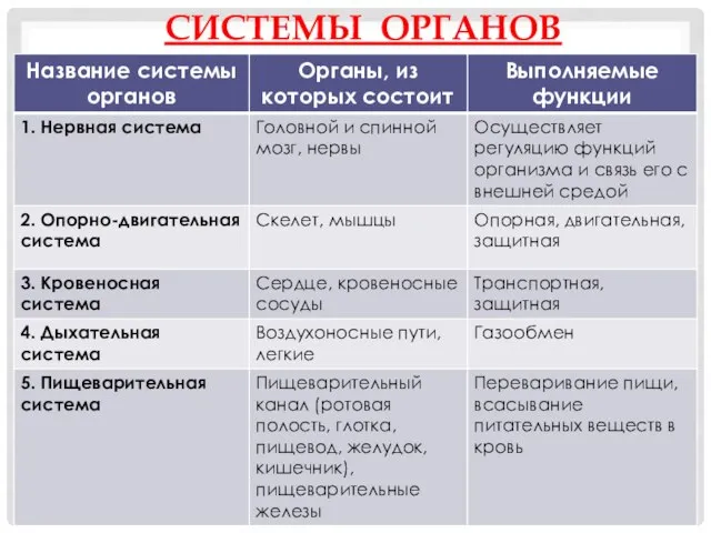 СИСТЕМЫ ОРГАНОВ