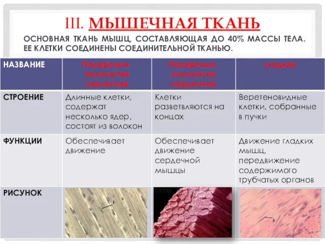 III. МЫШЕЧНАЯ ТКАНЬ ОСНОВНАЯ ТКАНЬ МЫШЦ, СОСТАВЛЯЮЩАЯ ДО 40% МАССЫ ТЕЛА. ЕЕ КЛЕТКИ СОЕДИНЕНЫ СОЕДИНИТЕЛЬНОЙ ТКАНЬЮ.