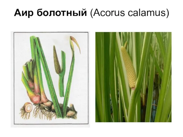 Аир болотный (Acorus calamus)