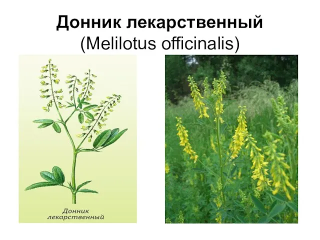 Донник лекарственный (Меlilotus officinalis)