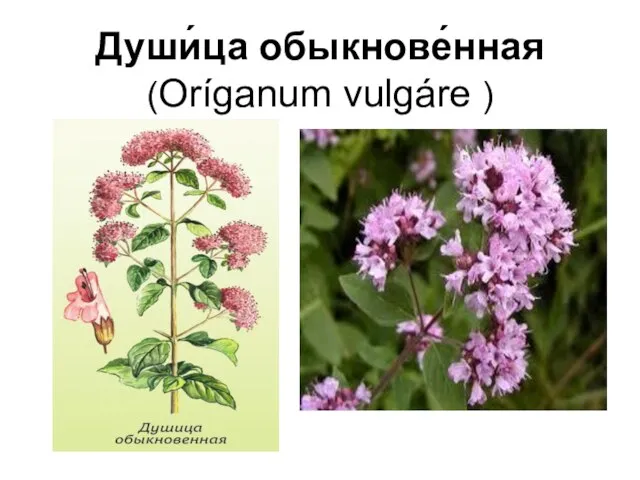 Души́ца обыкнове́нная (Oríganum vulgáre )