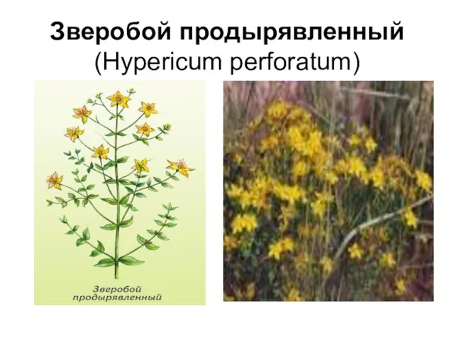 Зверобой продырявленный (Hypericum perforatum)