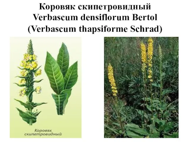 Коровяк скипетровидный Verbascum densiflorum Bertol (Verbascum thapsiforme Schrad)