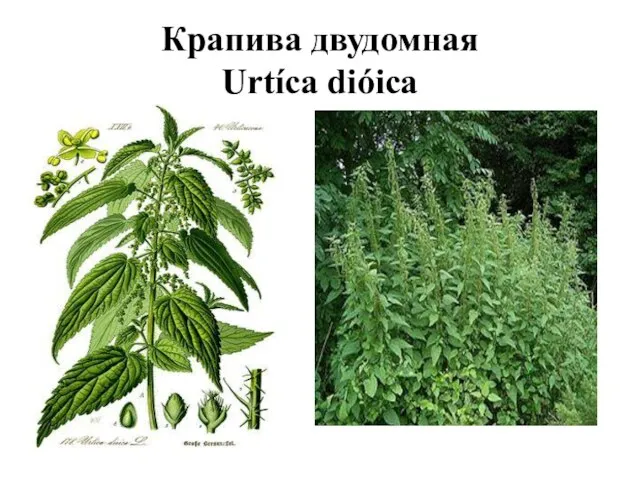 Крапива двудомная Urtíca dióica