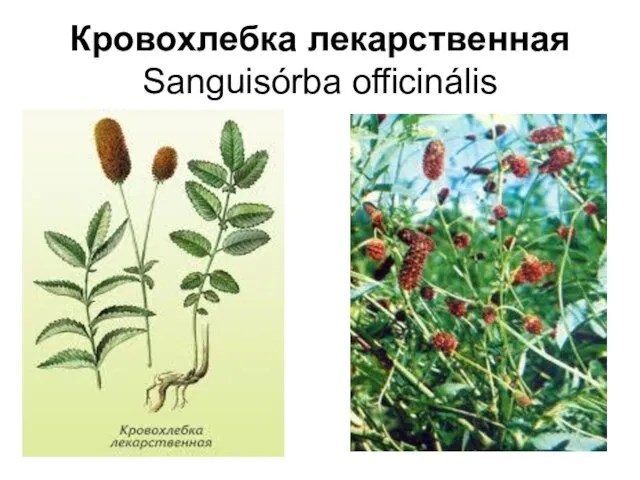 Кровохлебка лекарственная Sanguisórba officinális