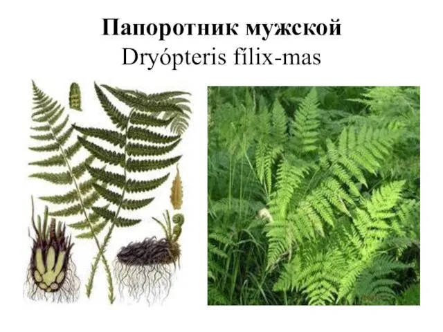 Папоротник мужской Dryópteris fílix-mas