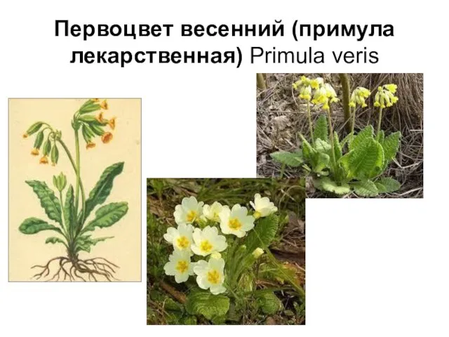 Первоцвет весенний (примула лекарственная) Primula veris