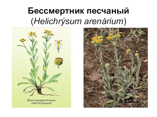 Бессмертник песчаный (Helichrýsum arenárium)