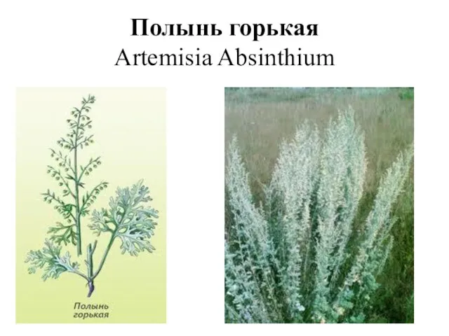 Полынь горькая Artemisia Absinthium