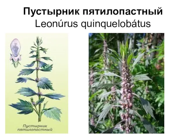 Пустырник пятилопастный Leonúrus quinquelobátus