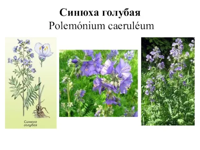Синюха голубая Polemónium caeruléum