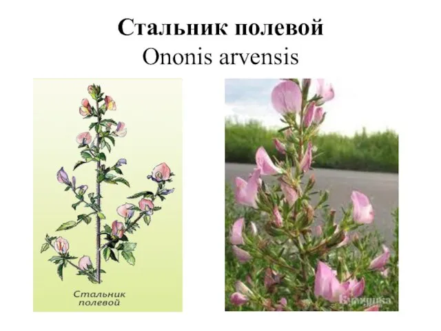 Стальник полевой Ononis arvensis