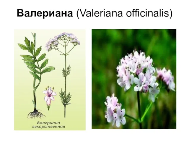 Валериана (Valeriana officinalis)