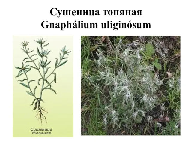 Сушеница топяная Gnaphálium uliginósum