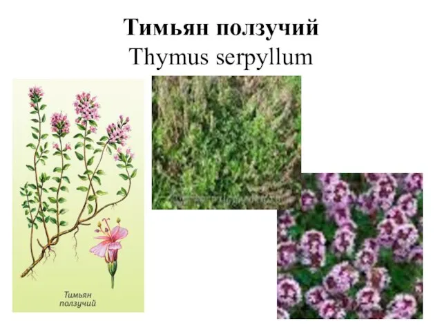 Тимьян ползучий Thymus serpyllum