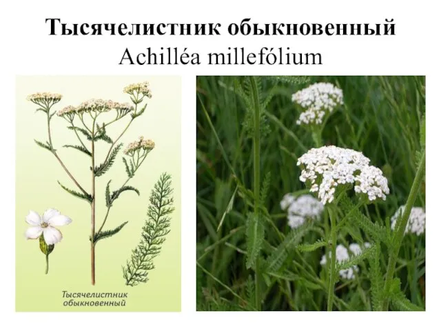 Тысячелистник обыкновенный Achilléa millefólium