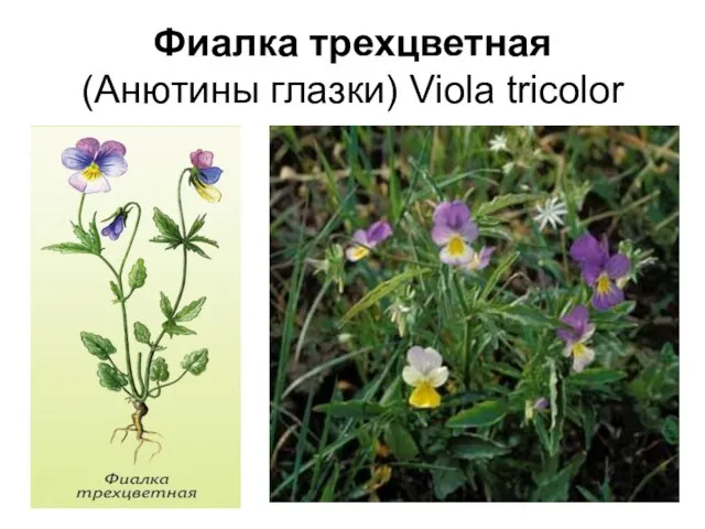 Фиалка трехцветная (Анютины глазки) Viola tricolor