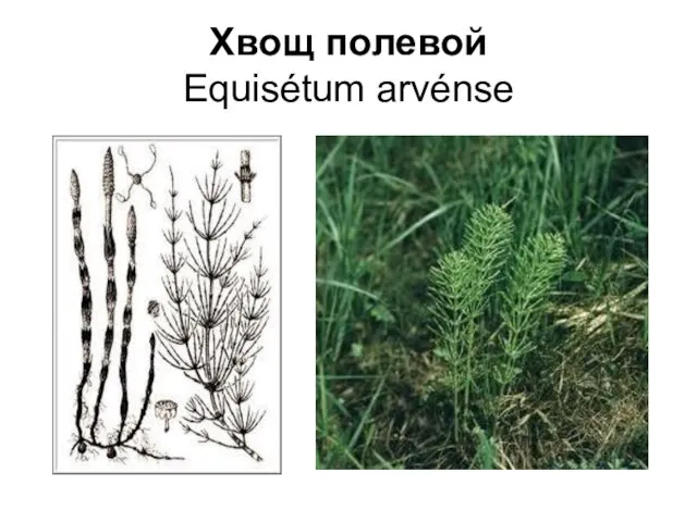 Хвощ полевой Equisétum arvénse