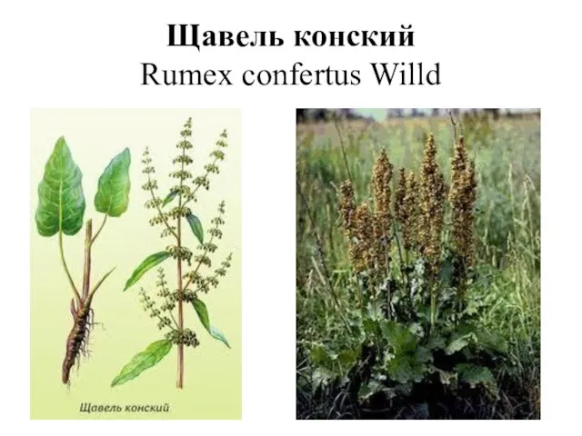 Щавель конский Rumex confertus Willd