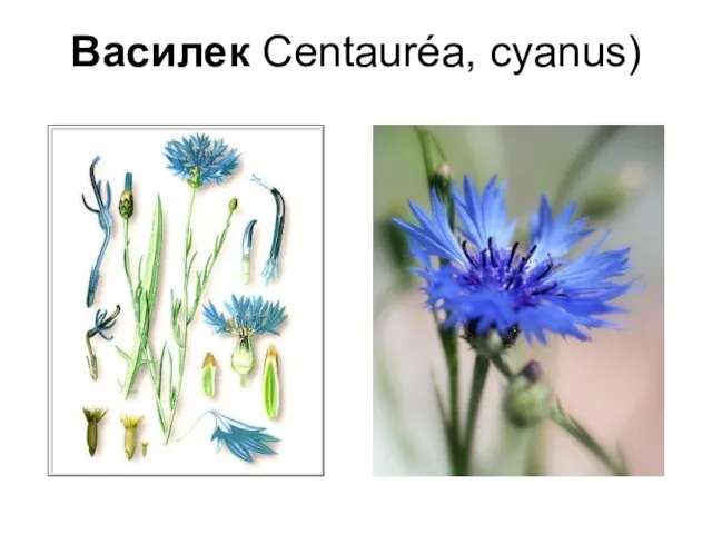 Василек Centauréa, cyanus)