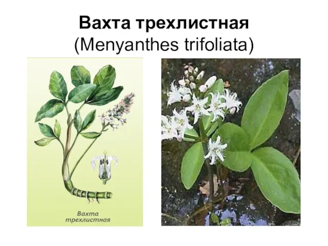 Вахта трехлистная (Menyanthes trifoliata)