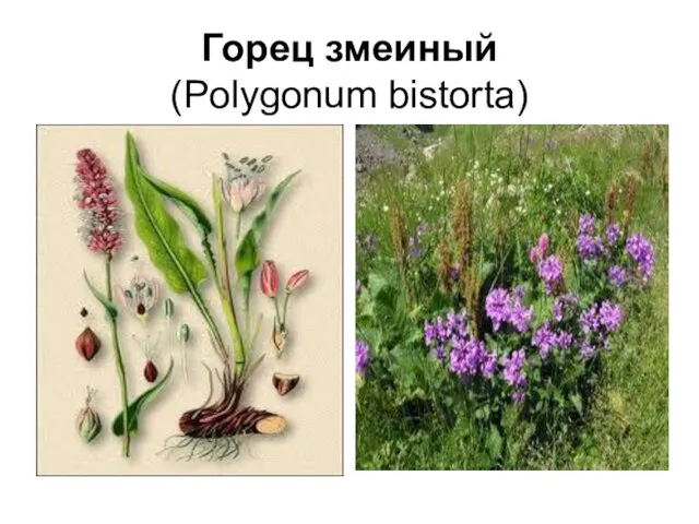 Горец змеиный (Polygonum bistorta)