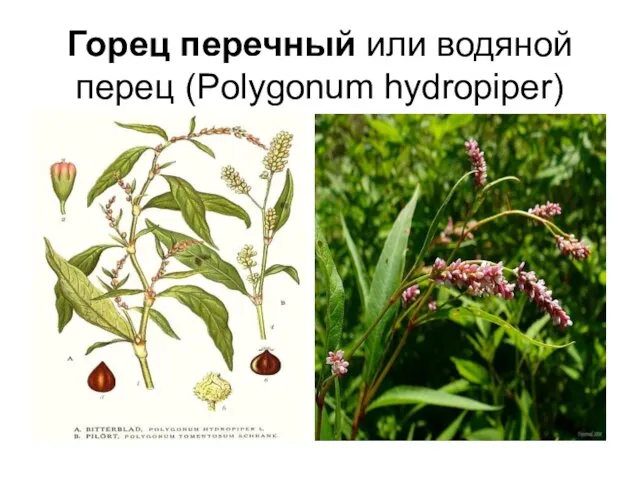 Горец перечный или водяной перец (Polygonum hydropiper)