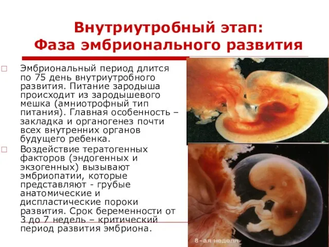 Внутриутробный этап: Фаза эмбрионального развития Эмбриональный период длится по 75 день внутриутробного