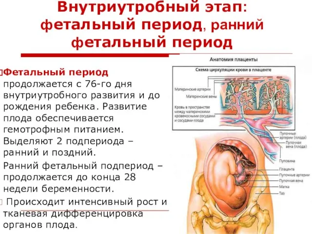 Внутриутробный этап: фетальный период, ранний фетальный период Фетальный период продолжается с 76-го