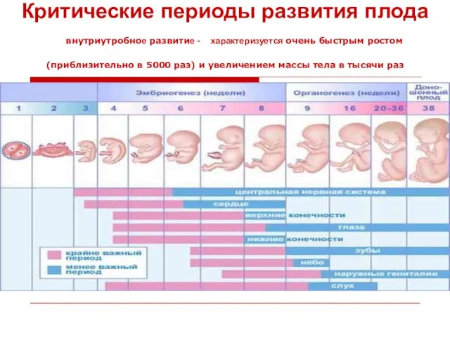 Критические периоды развития плода внутриутробное развитие - характеризуется очень быстрым ростом (приблизительно