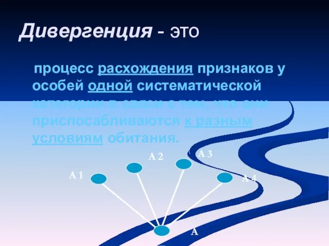 Дивергенция - это процесс расхождения признаков у особей одной систематической категории в