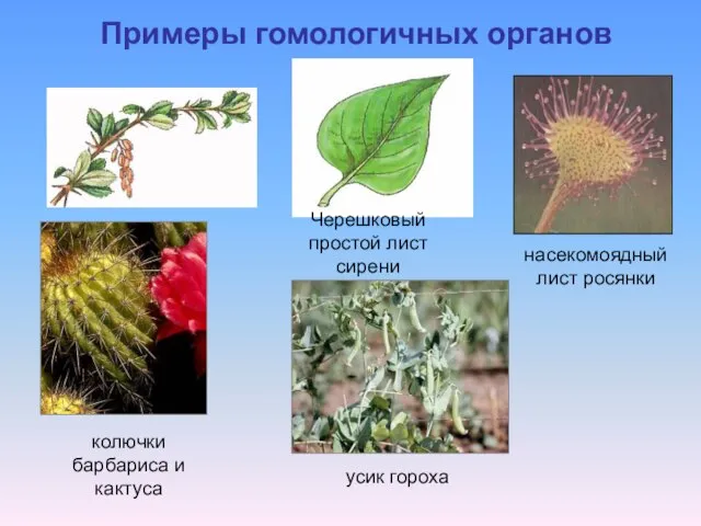 Примеры гомологичных органов насекомоядный лист росянки колючки барбариса и кактуса усик гороха Черешковый простой лист сирени