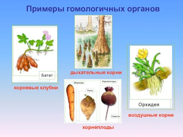 Примеры гомологичных органов корневые клубни дыхательные корни воздушные корни корнеплоды