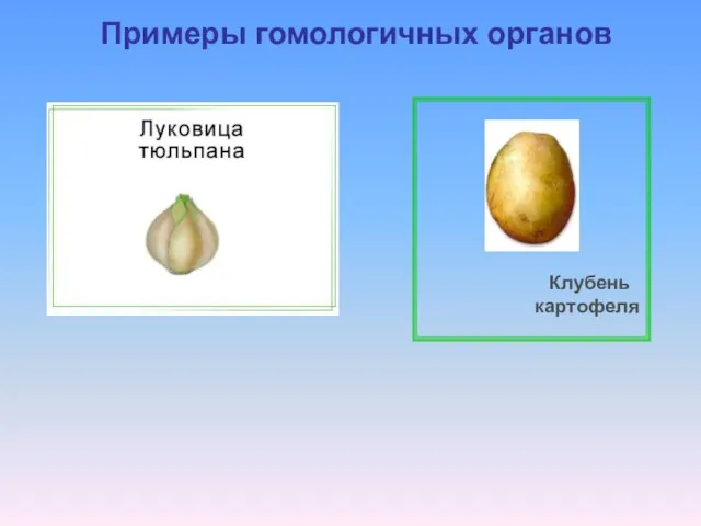 Примеры гомологичных органов Клубень картофеля