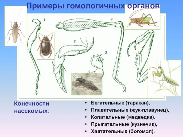 Бегательные (таракан), Плавательные (жук-плавунец), Копательные (медведка). Прыгательные (кузнечик), Хватательные (богомол). Конечности насекомых: Примеры гомологичных органов