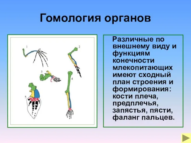 Гомология органов Различные по внешнему виду и функциям конечности млекопитающих имеют сходный