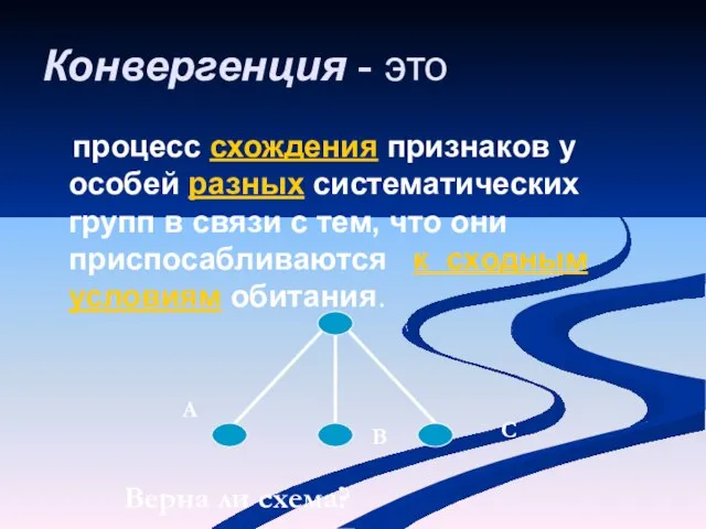 Конвергенция - это процесс схождения признаков у особей разных систематических групп в