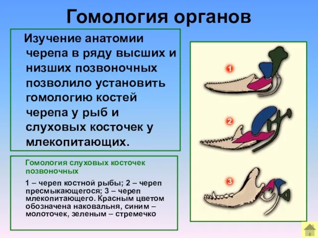 Гомология органов Гомология слуховых косточек позвоночных 1 – череп костной рыбы; 2