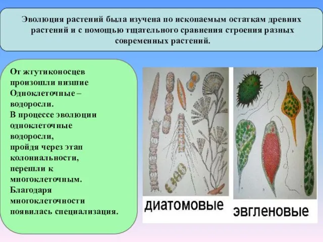 Эволюция растений была изучена по ископаемым остаткам древних растений и с помощью