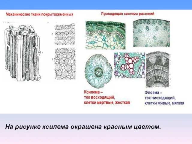 На рисунке ксилема окрашена красным цветом.