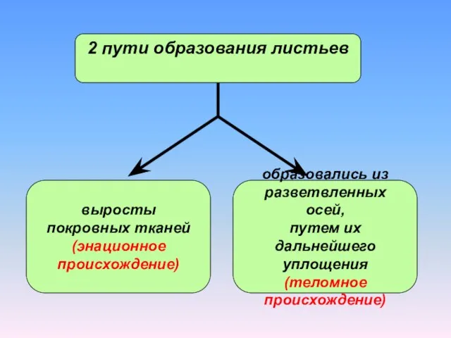 2 пути образования листьев выросты покровных тканей (энационное происхождение) образовались из разветвленных