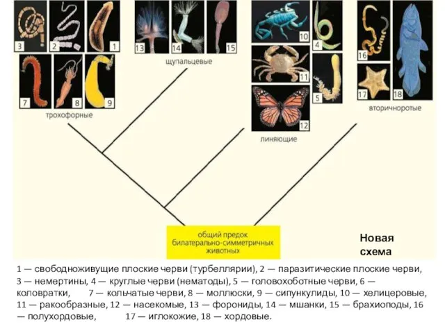 1 — свободноживущие плоские черви (турбеллярии), 2 — паразитические плоские черви, 3