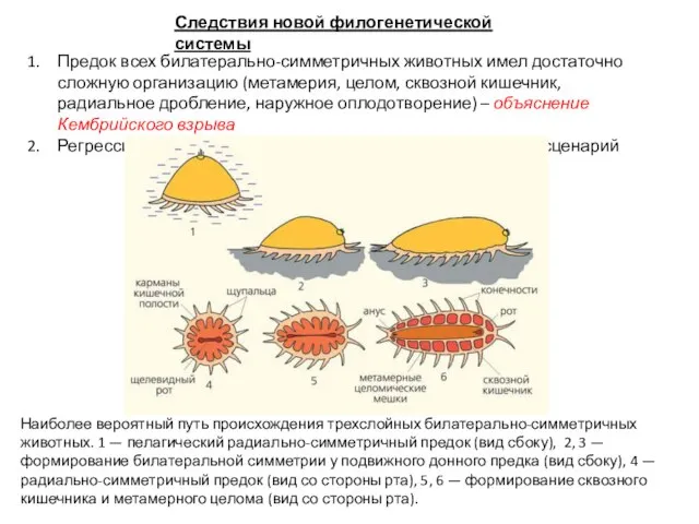 Следствия новой филогенетической системы Предок всех билатерально-симметричных животных имел достаточно сложную организацию
