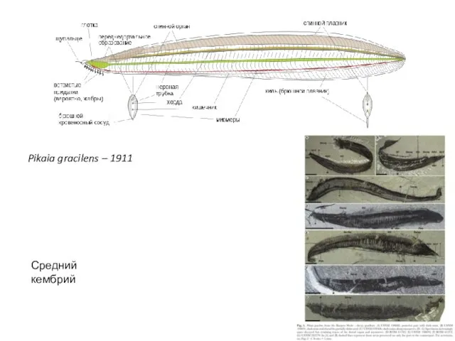 Pikaia gracilens – 1911 Средний кембрий