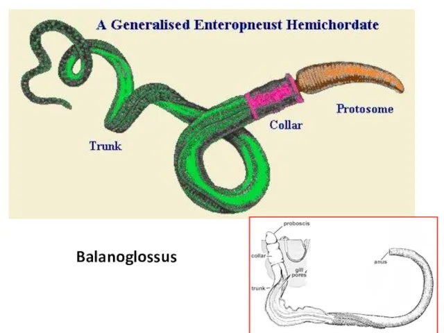 Balanoglossus