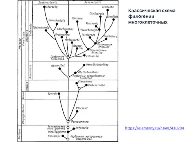 https://elementy.ru/news/430704 Классическая схема филогении многоклеточных