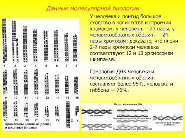 У человека и понгид большое сходство в количестве и строении хромосом: у