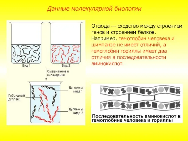 Отсюда — сходство между строением генов и строением белков. Например, гемоглобин человека