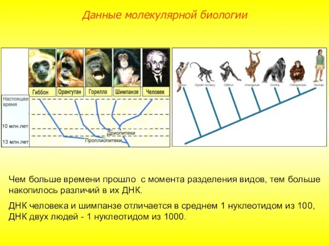 Чем больше времени прошло с момента разделения видов, тем больше накопилось различий