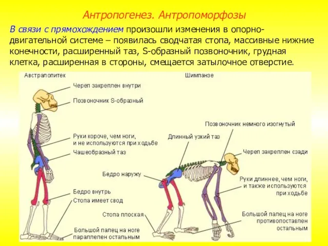 В связи с прямохождением произошли изменения в опорно-двигательной системе – появилась сводчатая